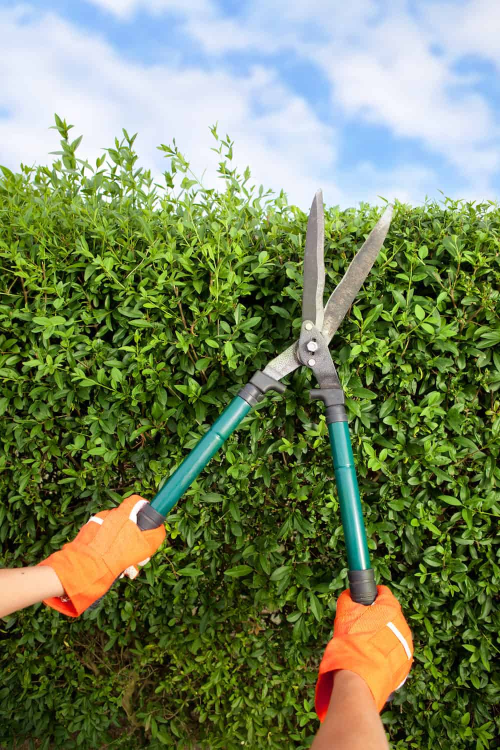 Using large garden shears to trim a privacy hedge