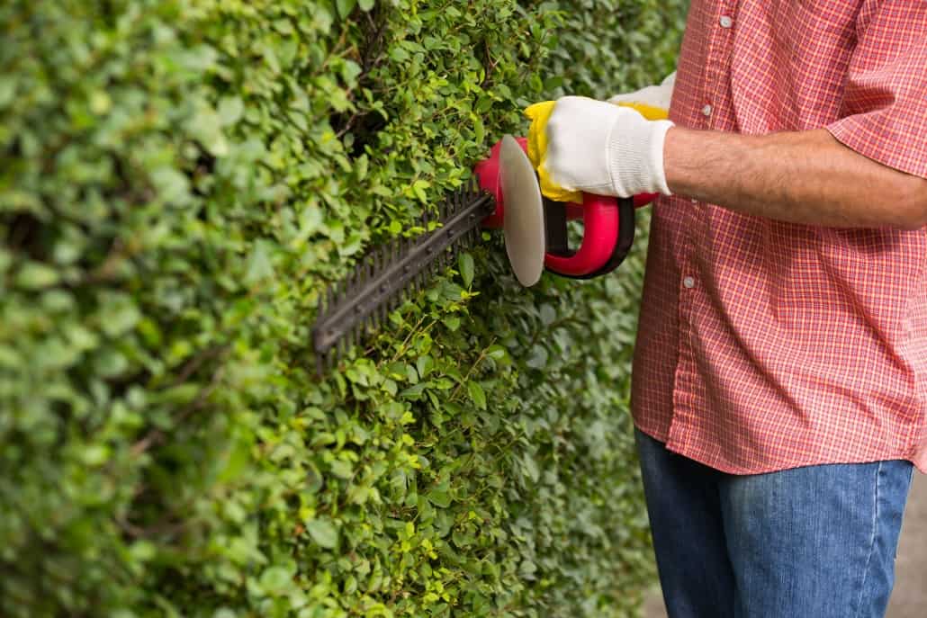 Man trimming hedge using strimmer