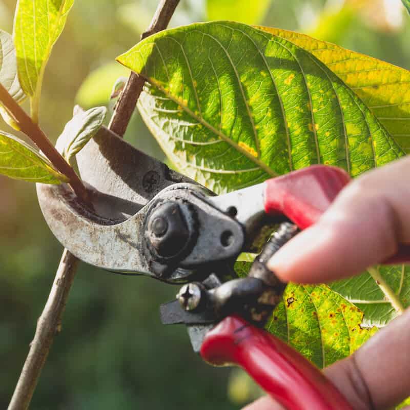 Pruning trees the right way