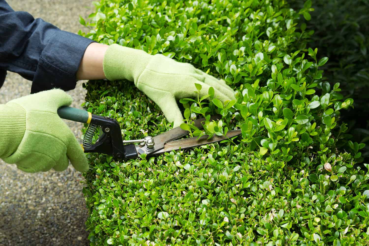Trimming a hedge with manual shears
