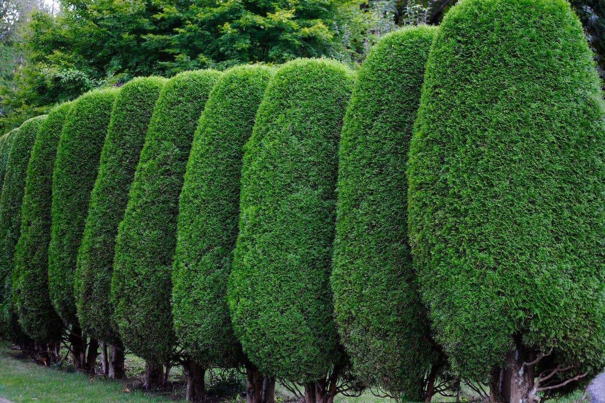hedge trees design