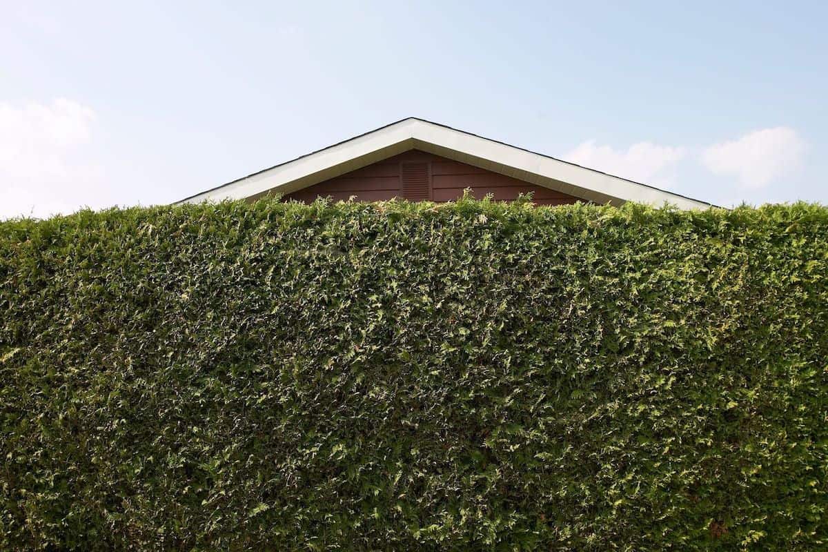 hedge wall height design