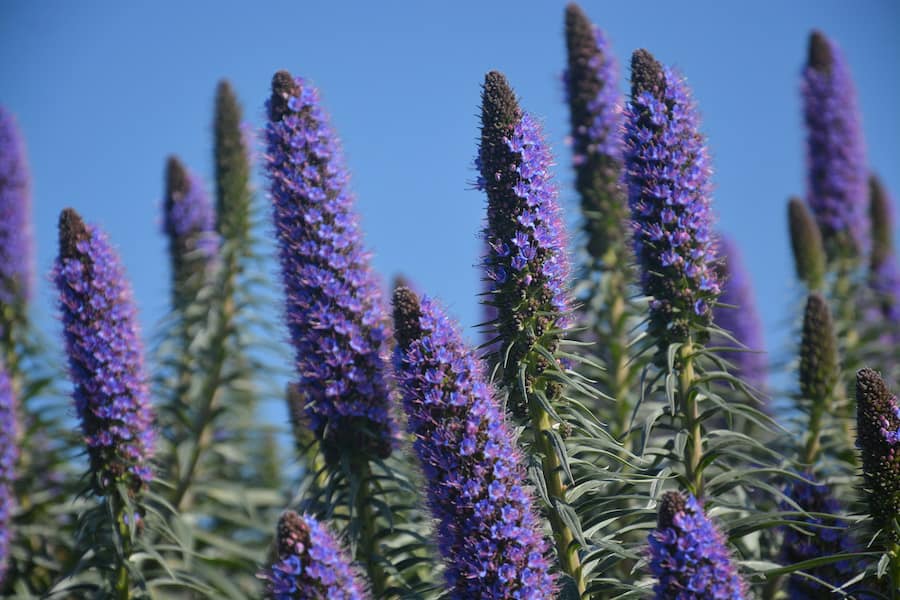 Blooming Pride of Madeira in the Spring