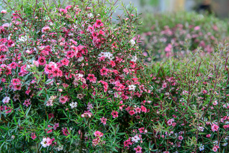 Close up abstract view of tiny pink flowers of the Australian tea bush